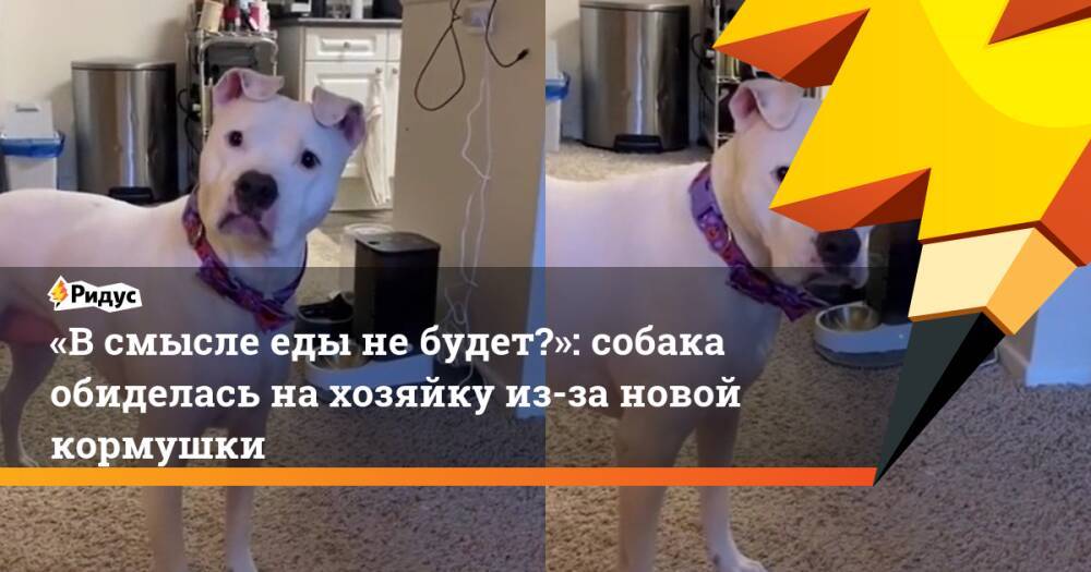 «В смысле еды не будет?»: собака обиделась на хозяйку из-за новой кормушки