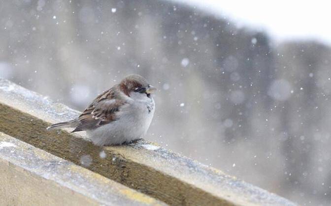 Дожди и мокрый снег: какие еще "сюрпризы" готовит погоды жителям Луганщины