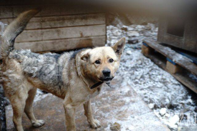 Власти Кемерова потратят почти 11 млн рублей на отлов бездомных животных