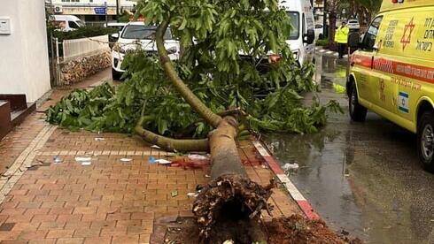 Буря "Кармель": ветер вырывает деревья с корнем, есть пострадавший