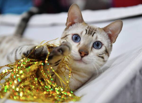 Ветеринар предупредила о смертельной опасности новогодних украшений для животных