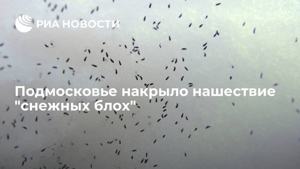 В подмосковном Солнечногорске жители пожаловались на нашествие "снежных блох"