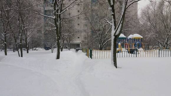 Жители Подмосковья пожаловались на нашествие «снежных блох»