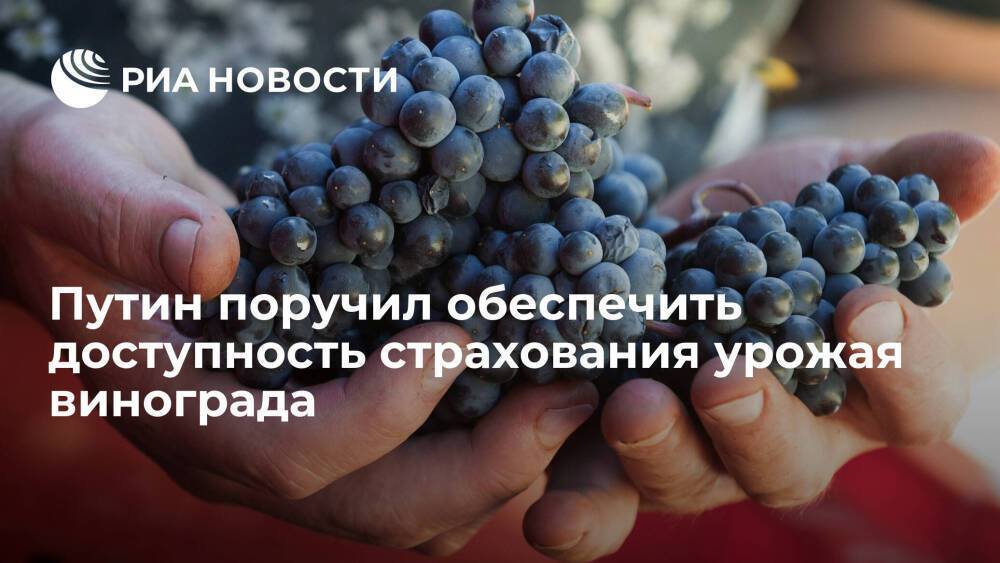 Президент Путин поручил обеспечить доступность страхования урожая винограда