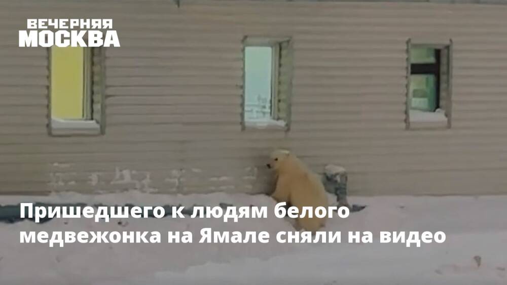 Пришедшего к людям белого медвежонка на Ямале сняли на видео