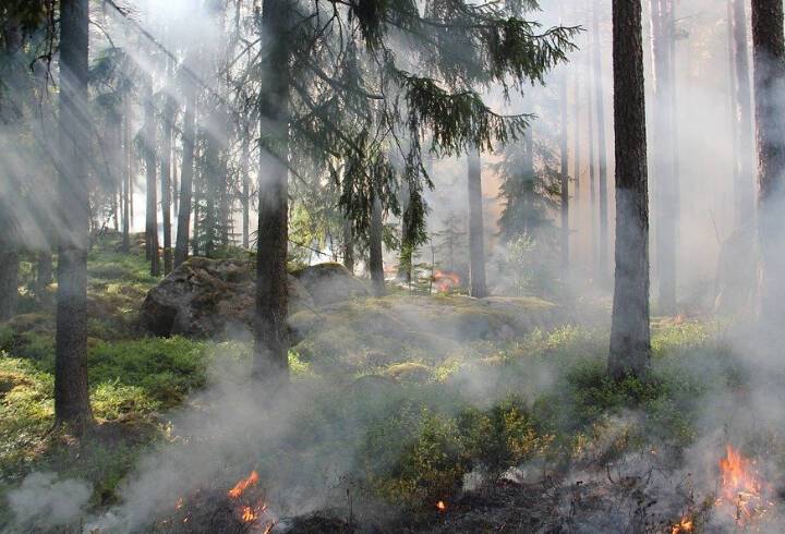 Прокуратура информирует: За повреждение лесных насаждений грозит уголовная ответственность