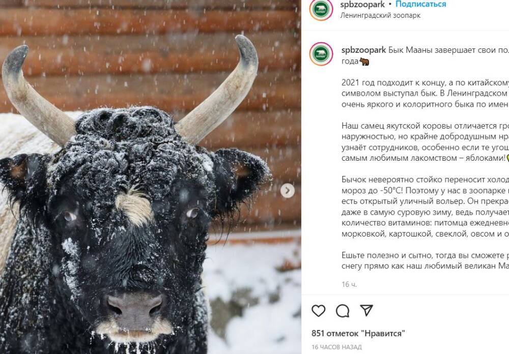Якутский бык из Ленинградского зоопарка готов передать полномочия символу грядущего года