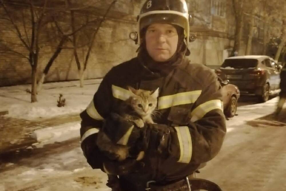 В Белгородской области пожарные не дали замерзнуть забравшейся на дерево кошке