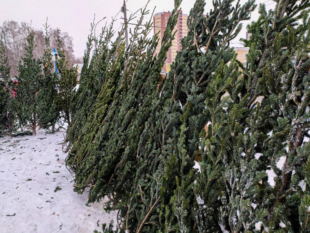 В Новосибирске цены на новогодние ёлки выросли до 7 тысяч рублей