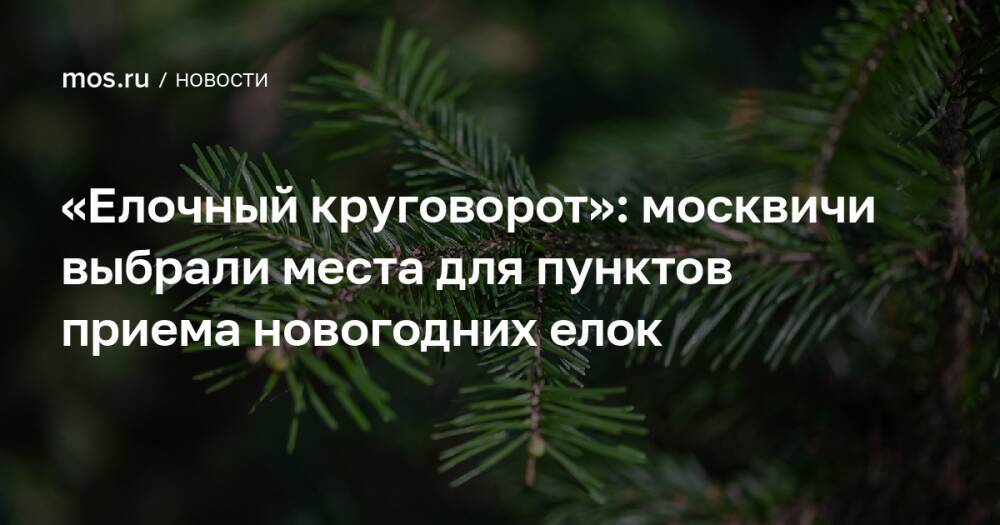 «Елочный круговорот»: москвичи выбрали места для пунктов приема новогодних елок