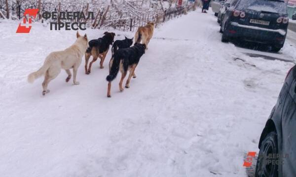 Нападавших на екатеринбуржцев собак прячут сердобольные горожане