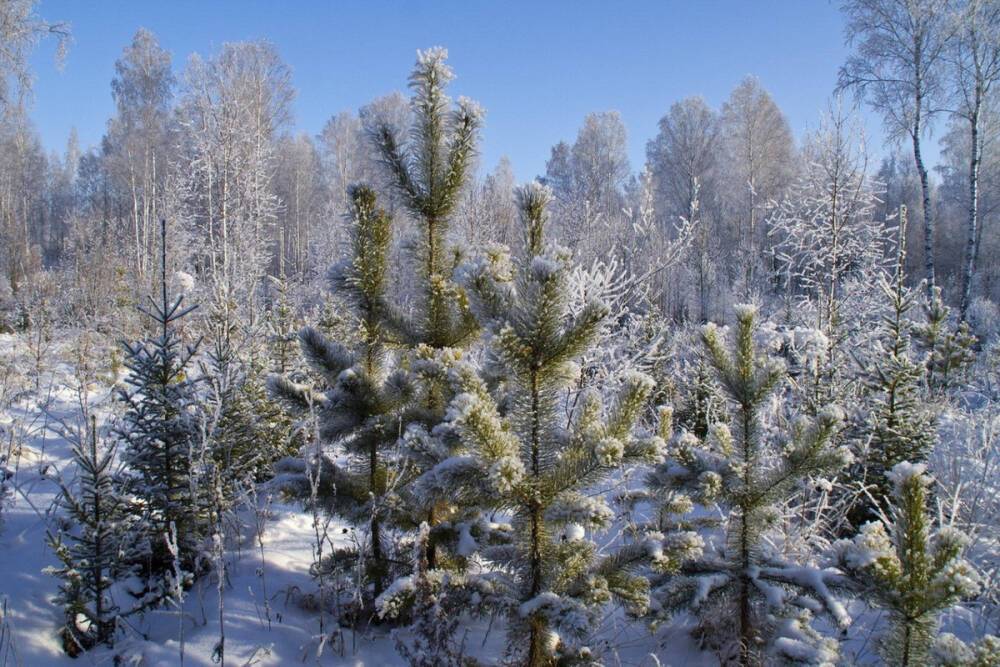 В Тамбовской области запустили «горячую линию» по приёму звонков о незаконной вырубке новогодних деревьев