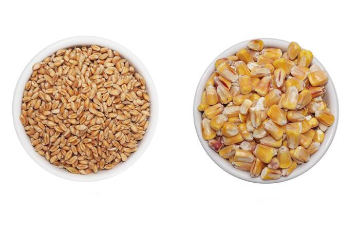 Аргентина вводит квоты на экспорт кукурузы и пшеницы