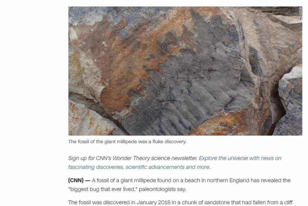 Найдена окаменелость 50-килограмовой многоножки – самого большого беспозвоночного в мире