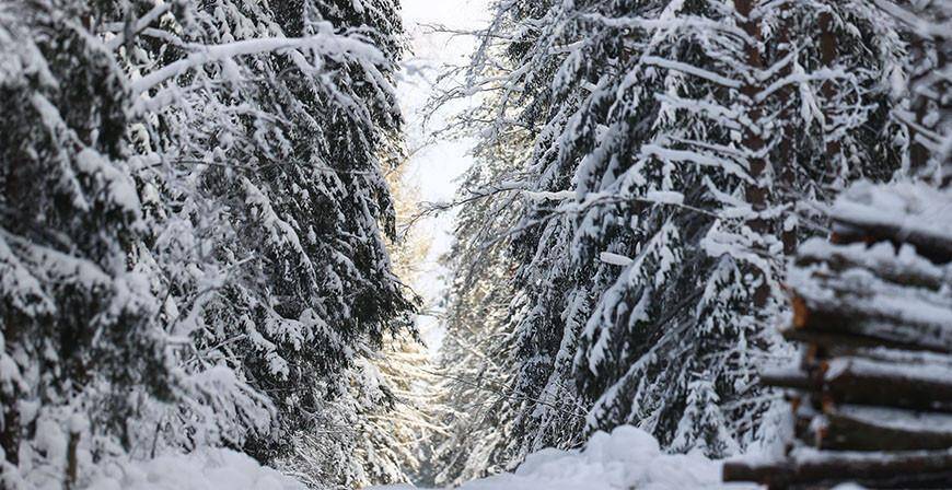 До -23°С ожидается в Беларуси 22 декабря
