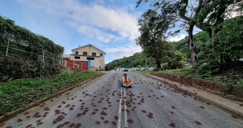 Миграция крабов: жители острова Рождества находят ракообразных в школах, магазинах и на кухнях