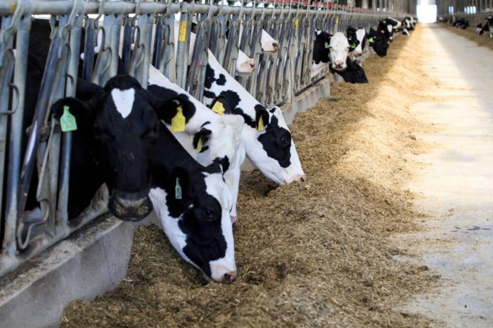 Пензенская область стала лидером по надою молока в ПФО