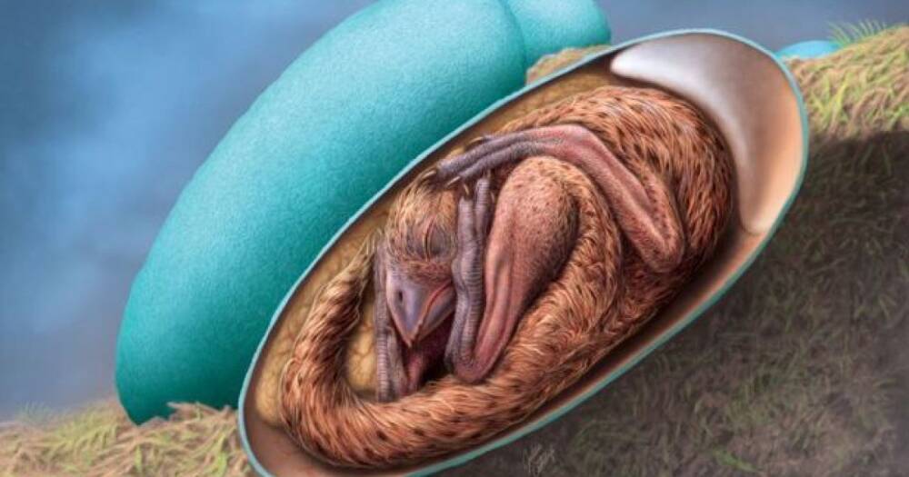 В Китае обнаружили идеально сохранившийся эмбрион динозавра (видео)