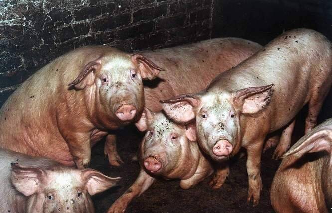Шеф-повара школьной столовой Тюмени обвинили в хищении детского питания для корма свиньям