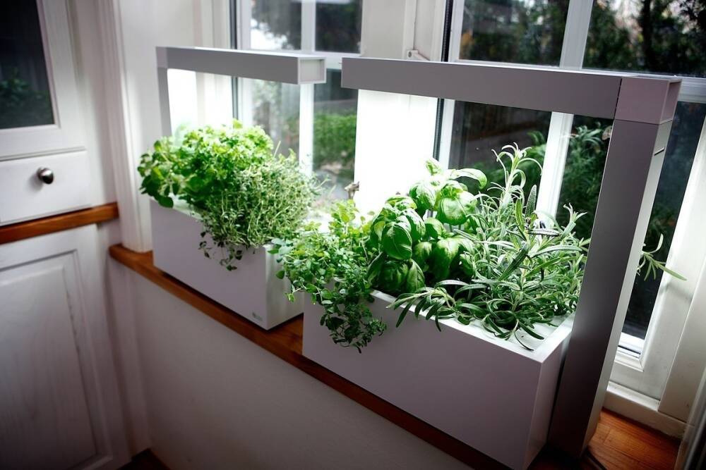 Огород на окне - как его сделать