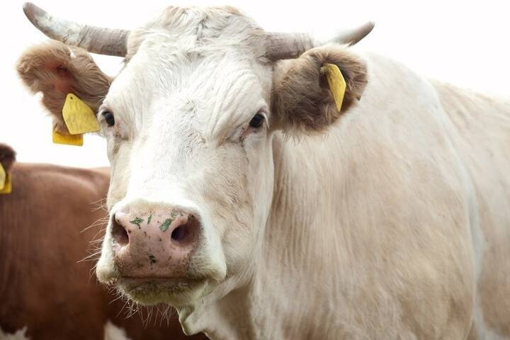 В Астраханской области нашли владельца коровы, ставшей участницей ДТП