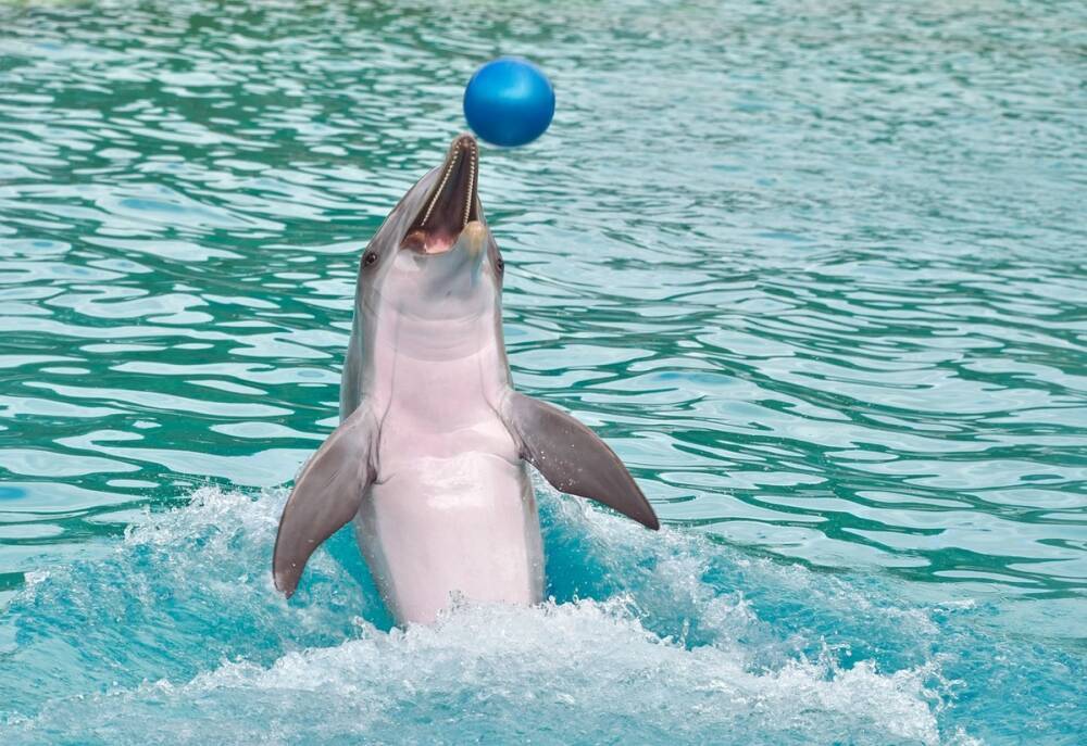 Нижегородский дельфинарий прошел проверку на получение лицензии