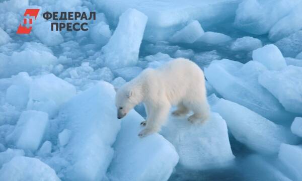 На Ямале спасли двух детенышей белых медведей
