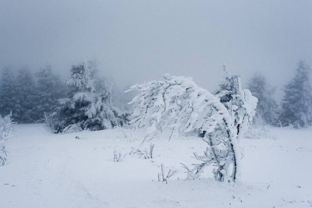 Последние выходные текущего года Воронежскую область накроет снегопад