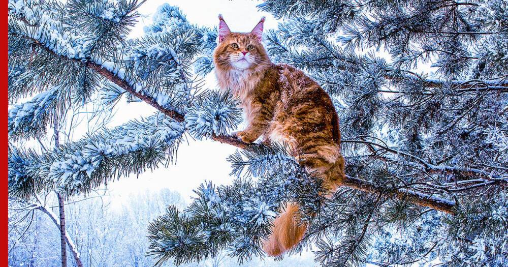 Холод нипочем: 5 пород кошек, которые легко переносят зиму