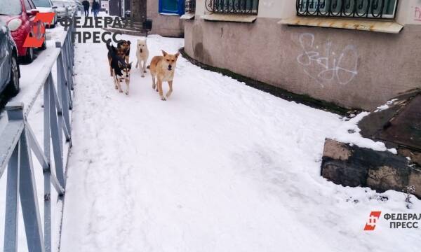 В поселке на Ямале псы сбиваются в стаи и пугают людей