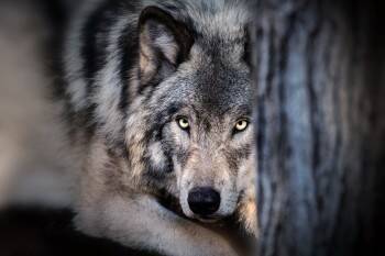 Охотники убили волка у поселка Мирный в Вытегорском районе