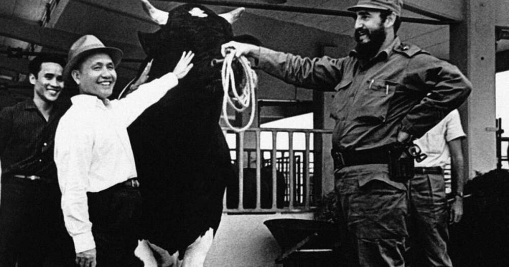 Коровы Кастро и поэзия Сталина: необычные увлечения правителей
