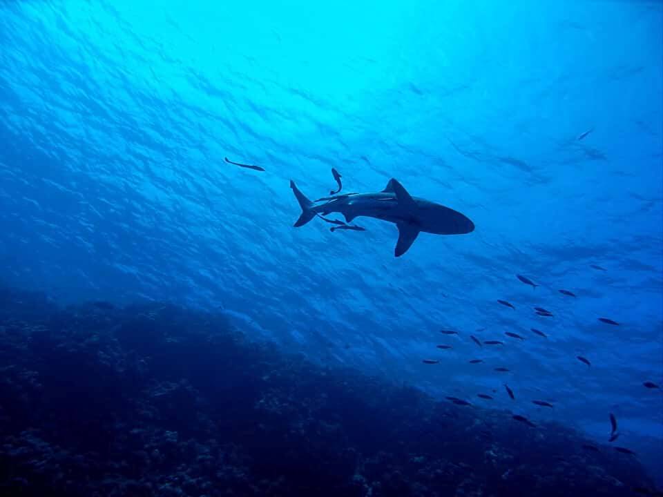 В Калифорнии акула напала на серфингиста и мира