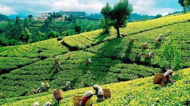 Шри-Ланка хочет расплатиться за иранскую нефть чаем
