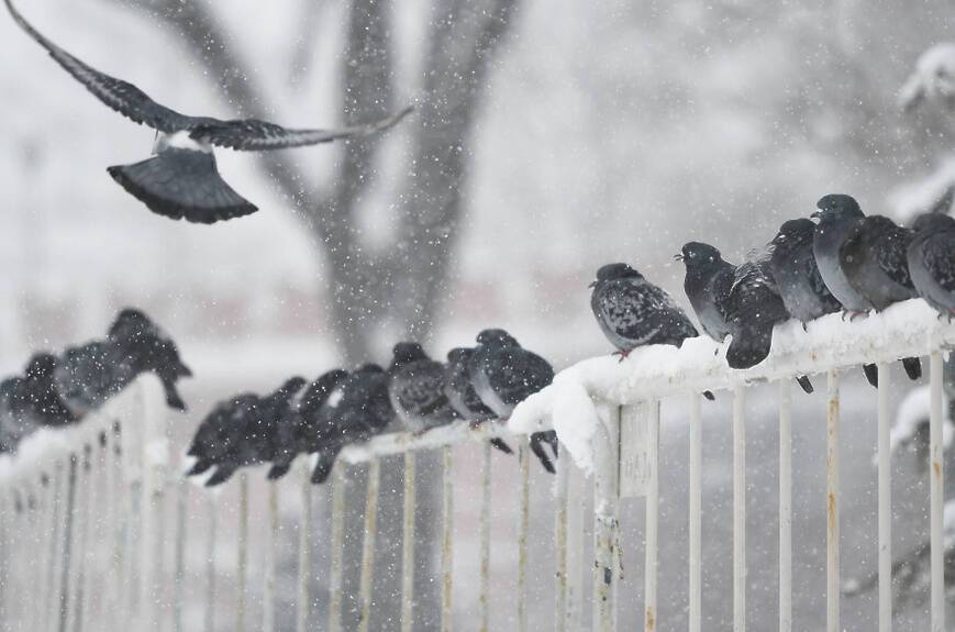 Плохой знак?: Во время снегопада в одном из украинских городов разразился гром (видео)