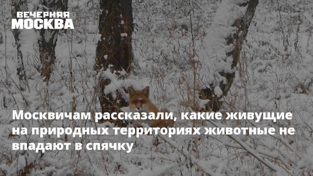 Москвичам рассказали, какие живущие на природных территориях животные не впадают в спячку