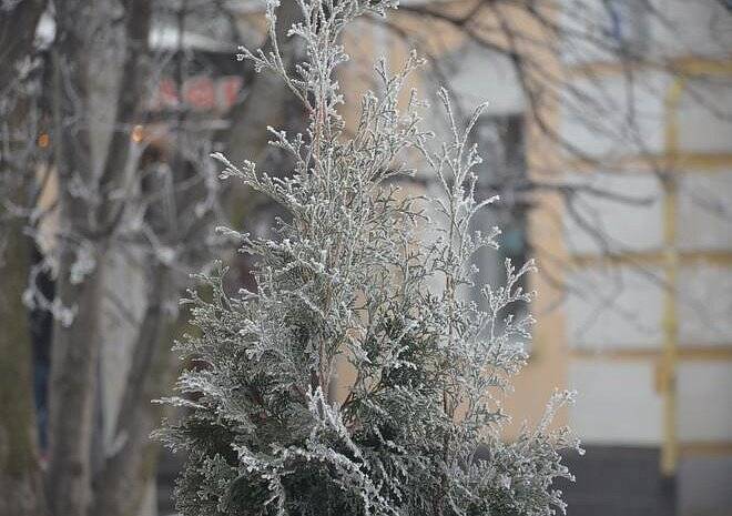Рабочая неделя в Рязани начнется с мороза и сильного ветра