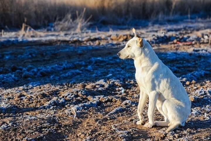В Астрахани установили план по отлову бродячих собак в 2022 году