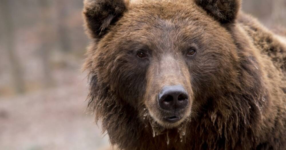 Медведь едва не задрал мужчину на сельском погосте в Приморье