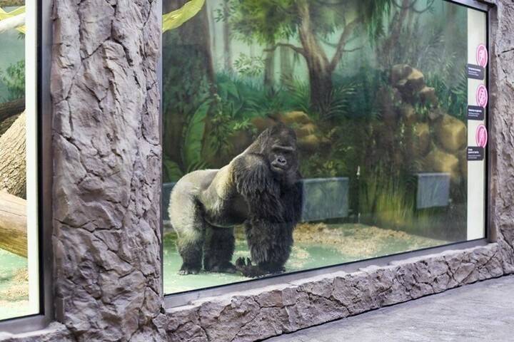 Новым обитателем казанского зоопарка стал самец гориллы из Австрии