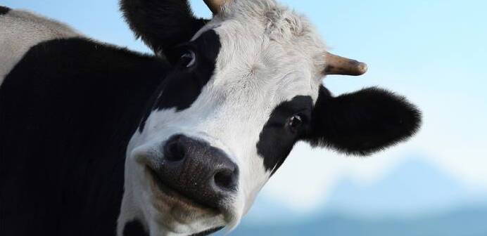 В одном из бурятских районов зафиксирована вспышка заразной болезни среди скота