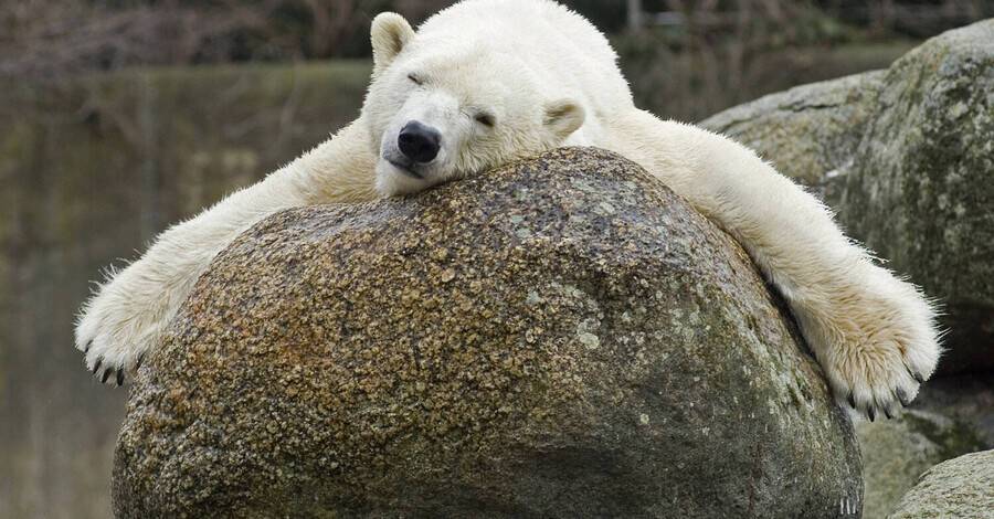 В Берлинском зоопарке умерла белая медведица Катюша. Она была самой старой в Европе