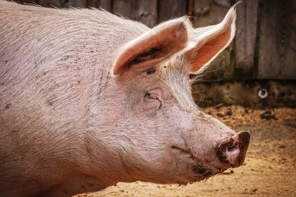 Из-за АЧС в Белгородской области уничтожили 75 тысяч свиней