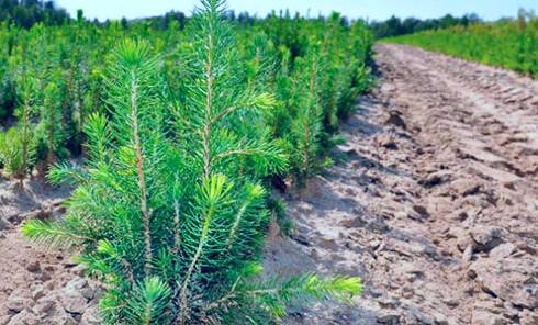 Гослесагентство Украины в 2021 году высадило 240 млн деревьев