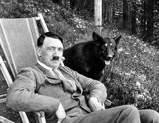 «Волчья страсть Гитлера»: почему фюрер ассоциировал себя с этими хищниками - Русская семерка