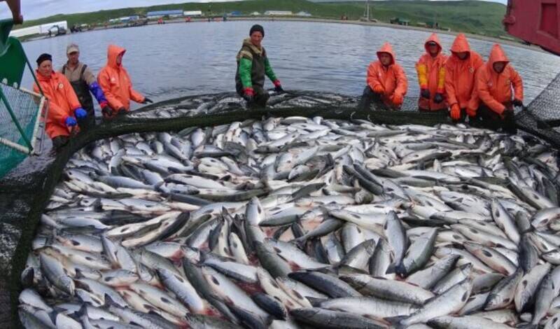 Поставки рыбы с Дальнего Востока в Китай за год сократились на 67%
