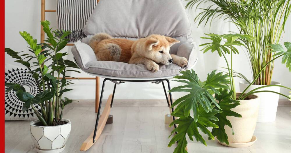 Токсичны для собак: 7 комнатных растений, которые опасно держать в доме с питомцем