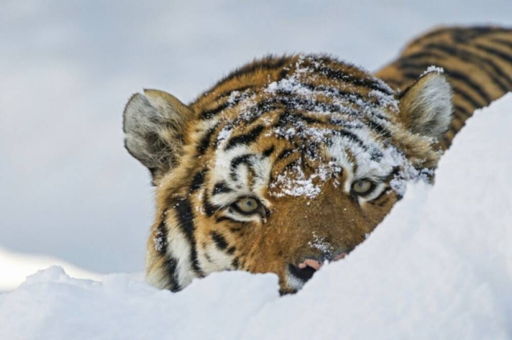 На дороге в Хабаровском крае встретили тигренка