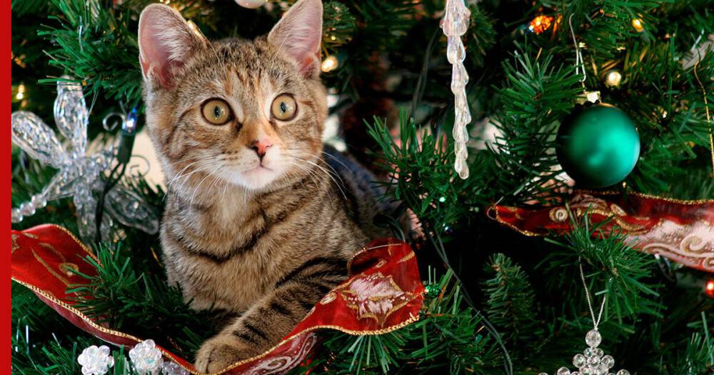 Как не дать кошке забраться на новогоднюю елку: советы владельцам
