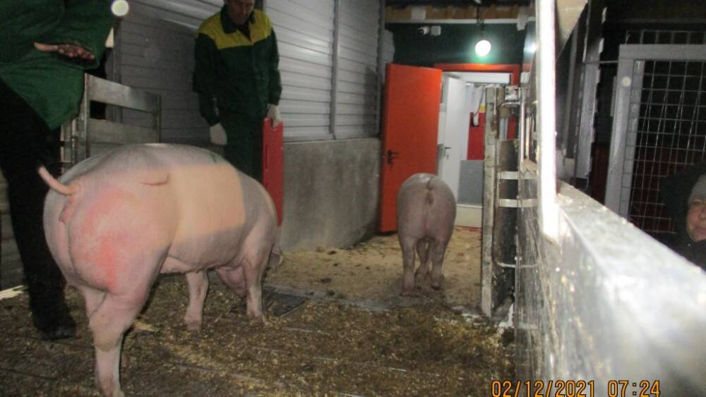 Породистые свиньи из Дании прибыли в тюменское хозяйство